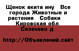 Щенок акита ину - Все города Животные и растения » Собаки   . Кировская обл.,Сезенево д.